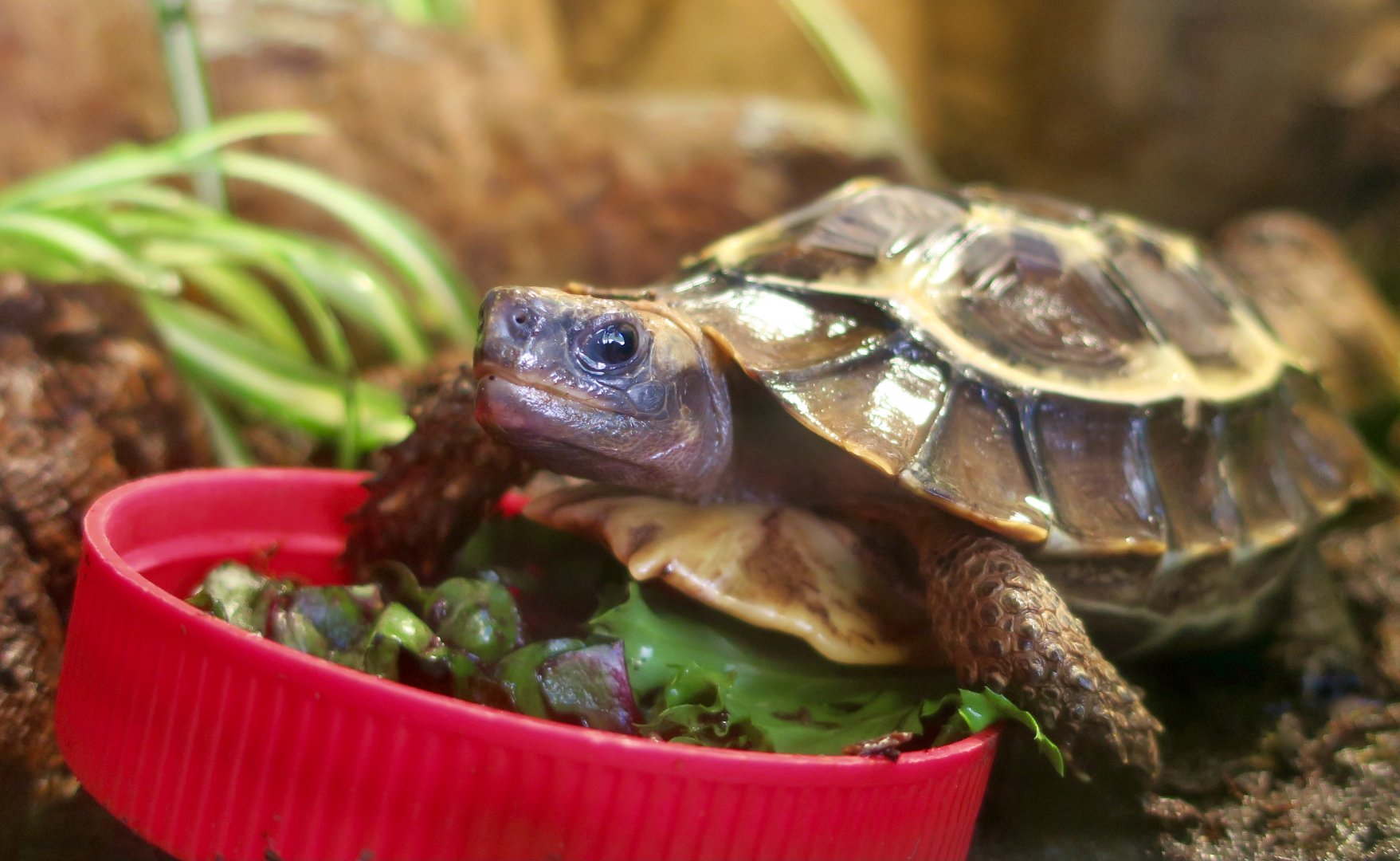 Home's Hingeback Tortoise (Kinixys homeana)