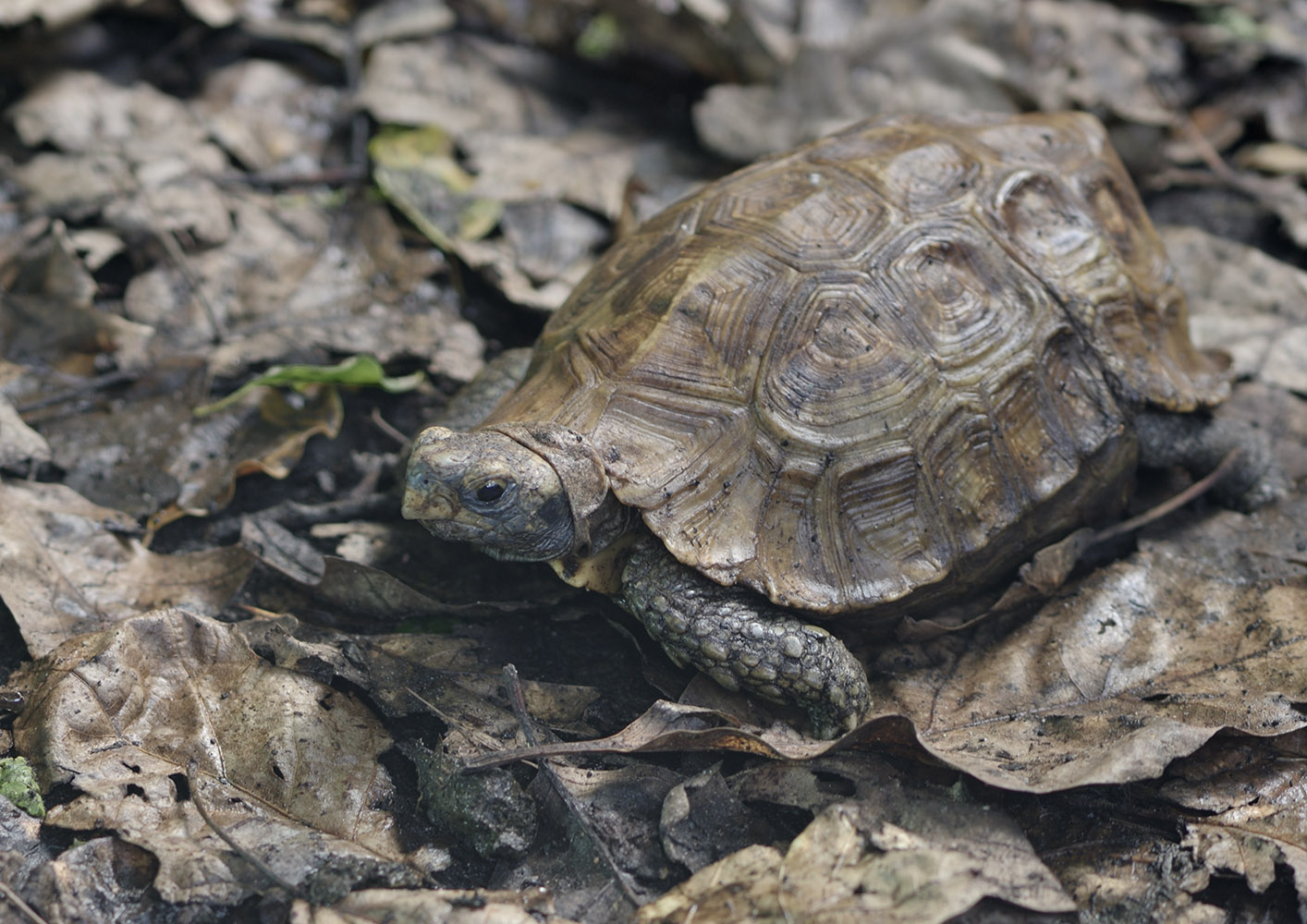 Home's hingeback tortoise