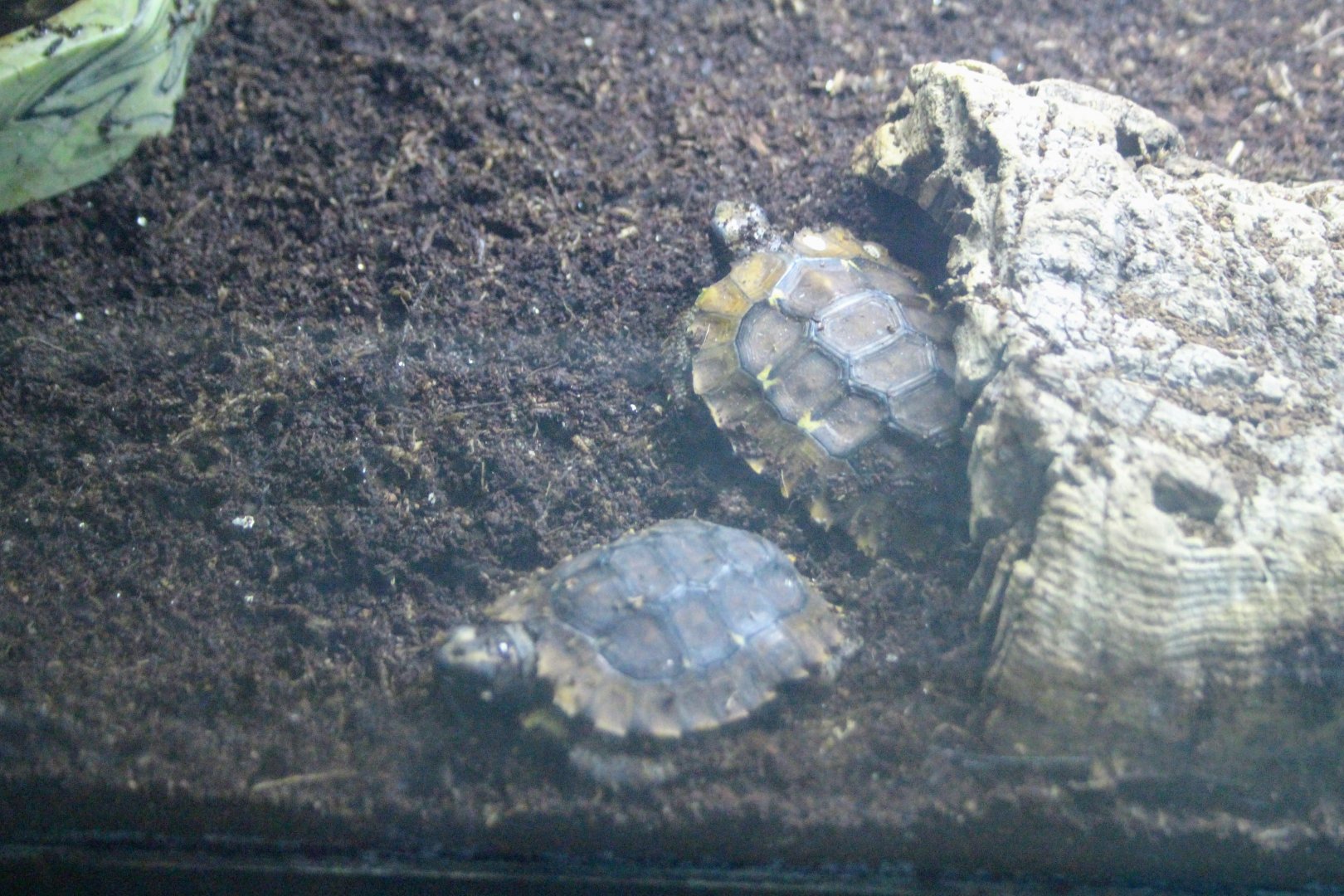 Home's Hingeback Tortoise