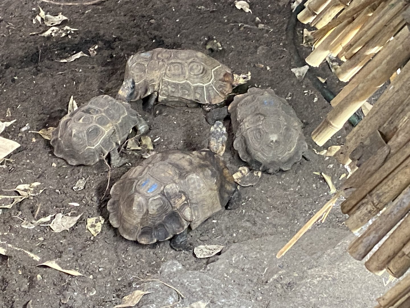 Home’s hingeback tortoises 050924