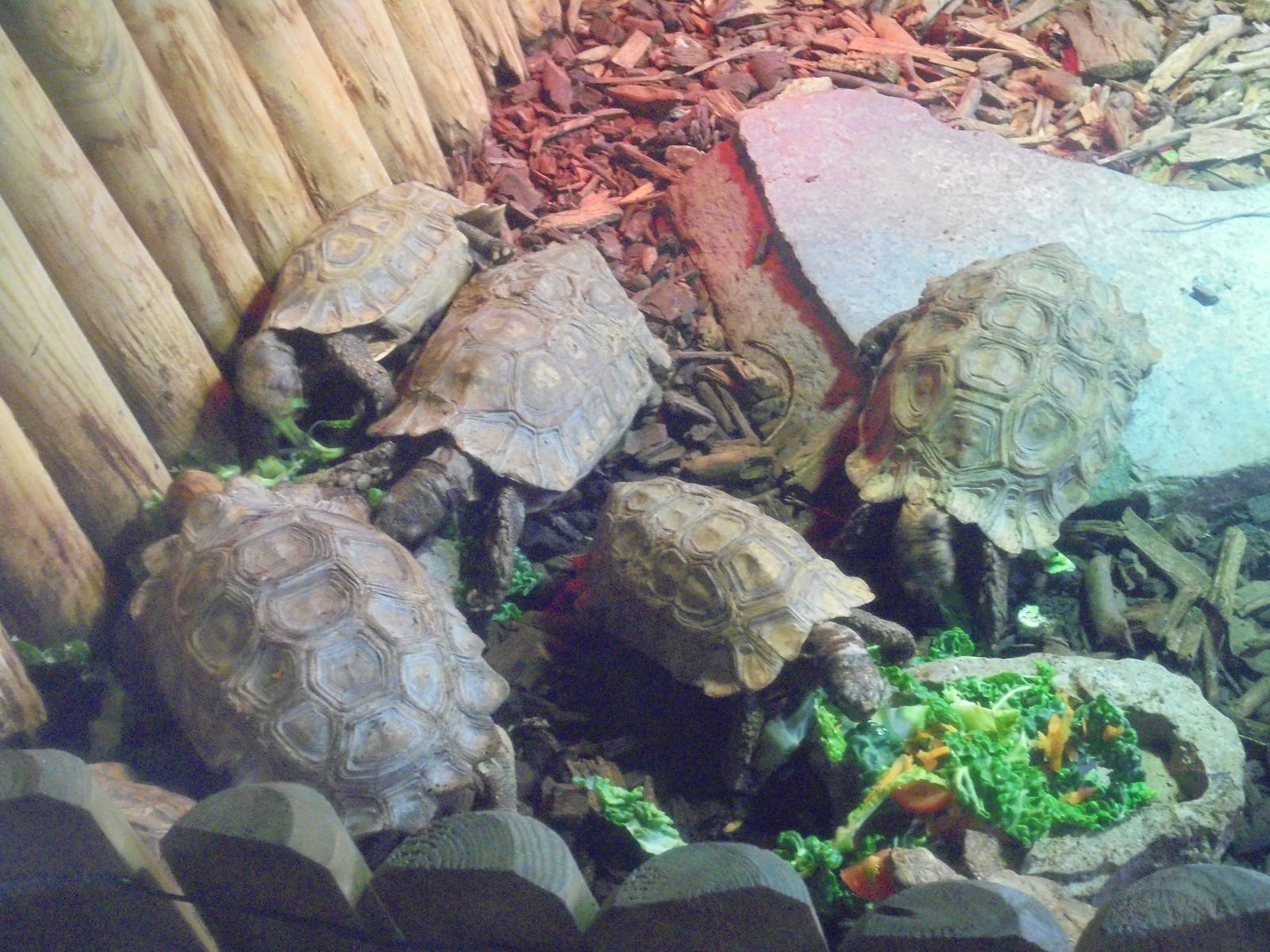 Homes Hingeback Tortoises 2015.