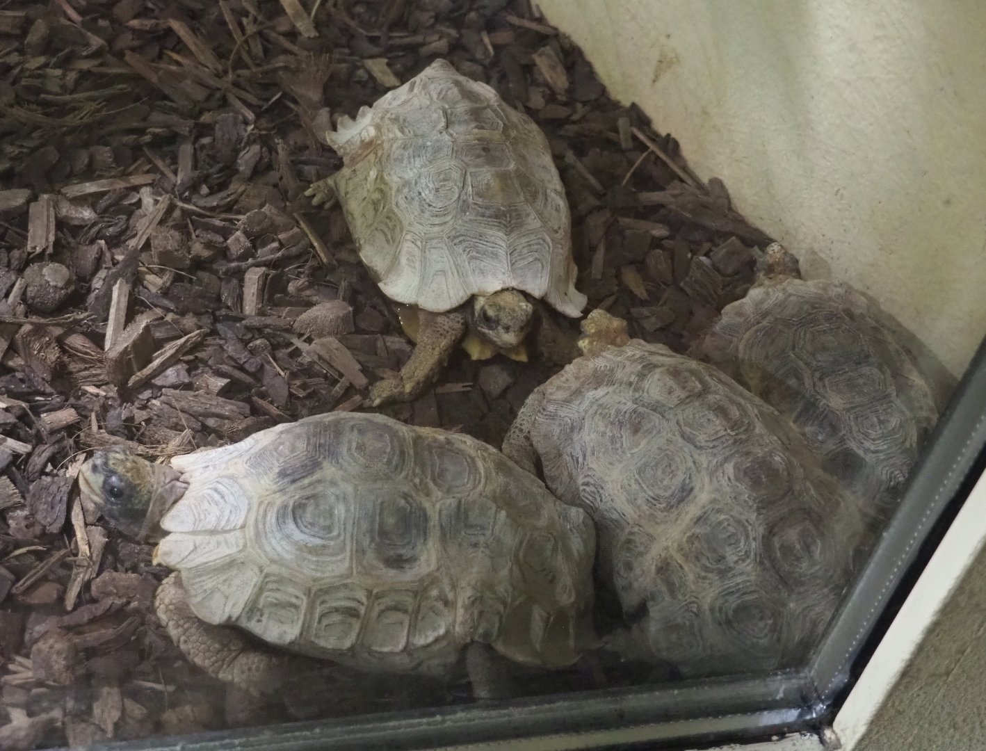 Home’s hingeback tortoises (Kinixys homeana), 2021-09-03