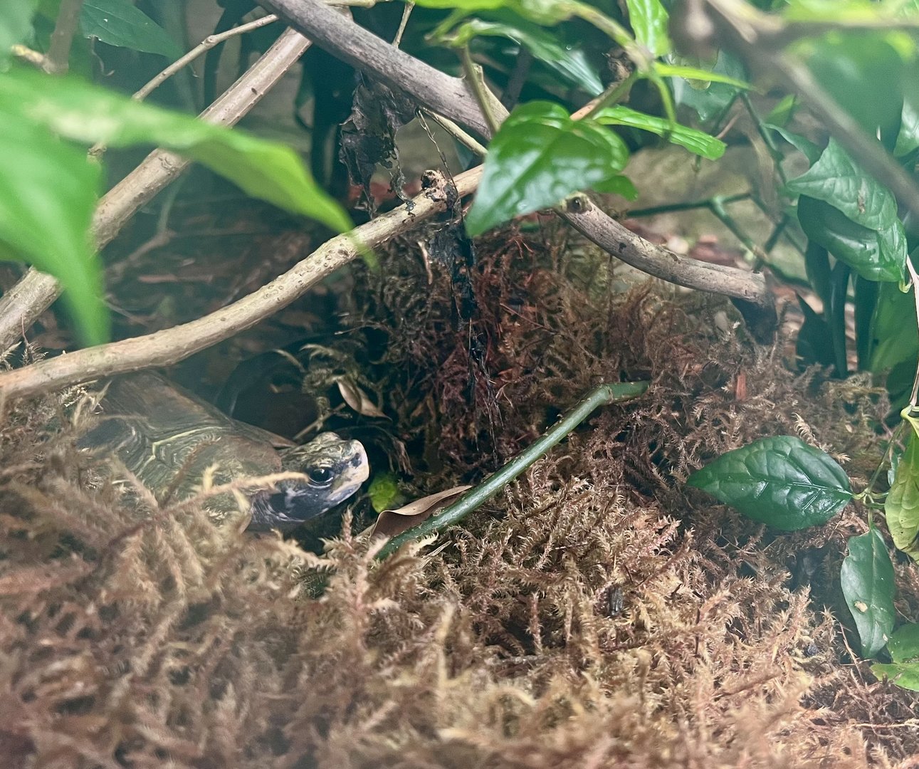 Home’s Hinged-back Tortoise