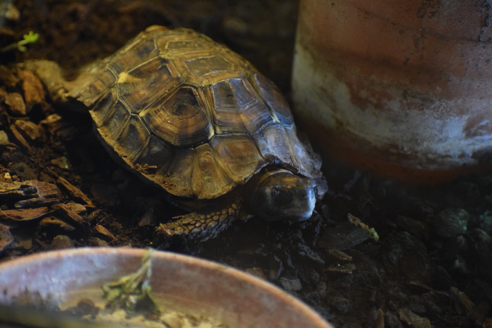 Home's hinged tortoise
