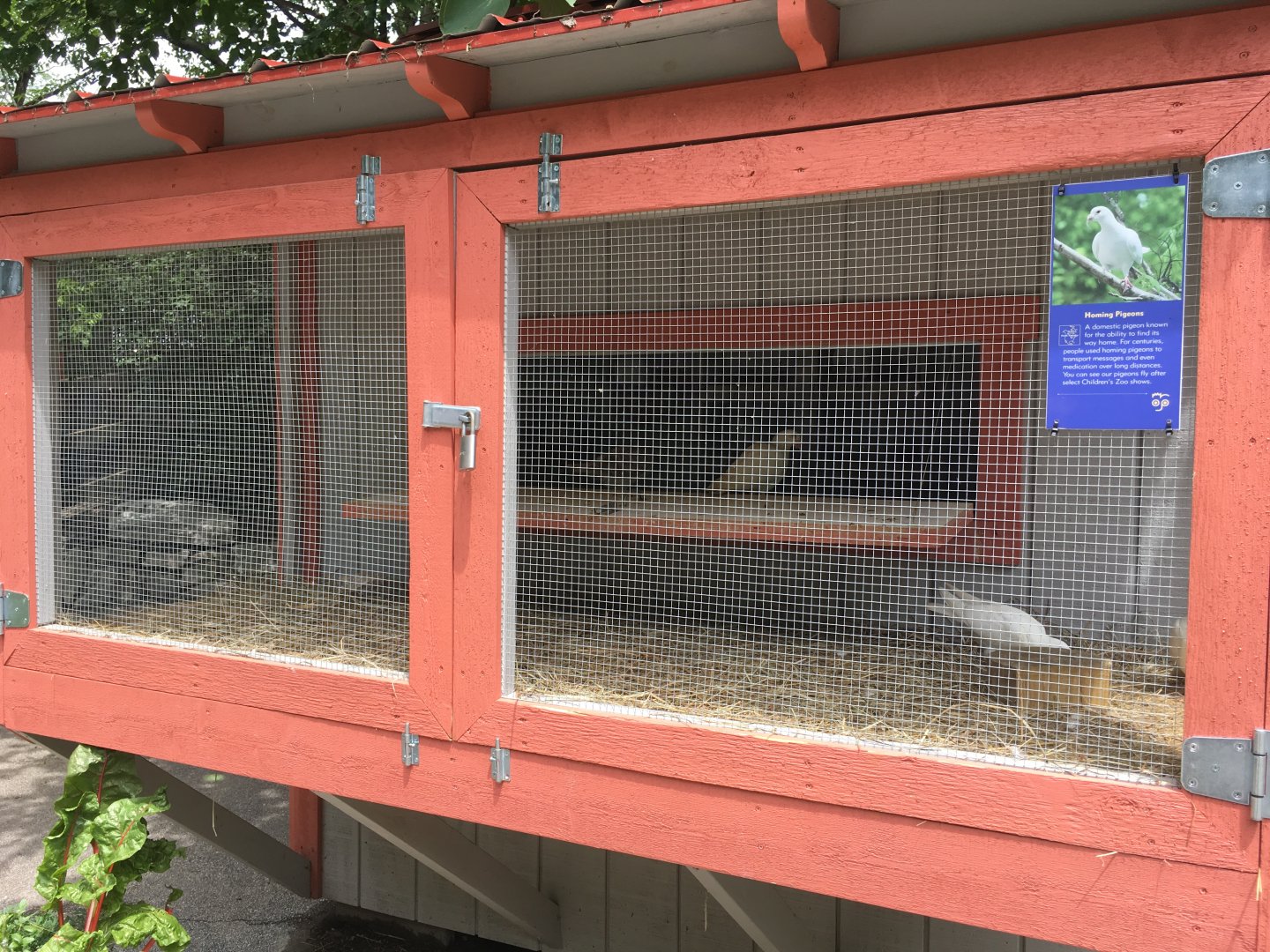Homing Pigeon Exhibit
