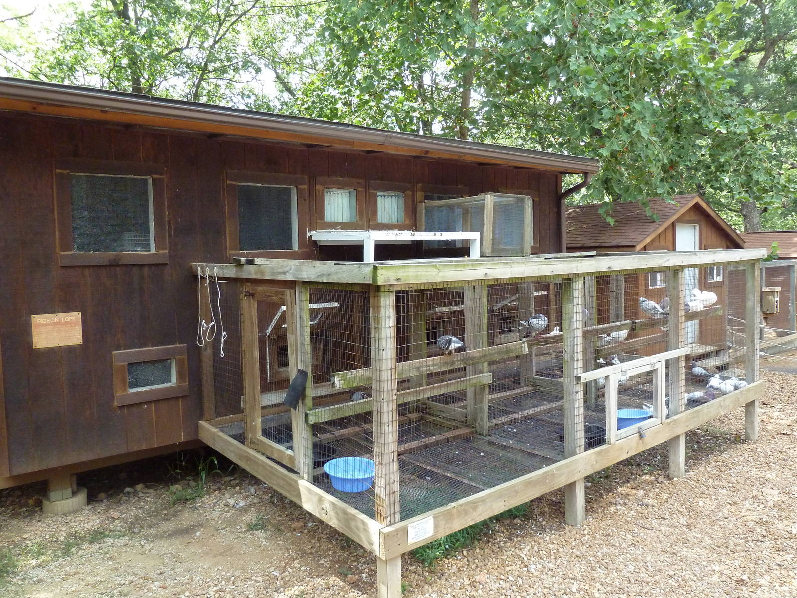 Homing Pigeon Loft