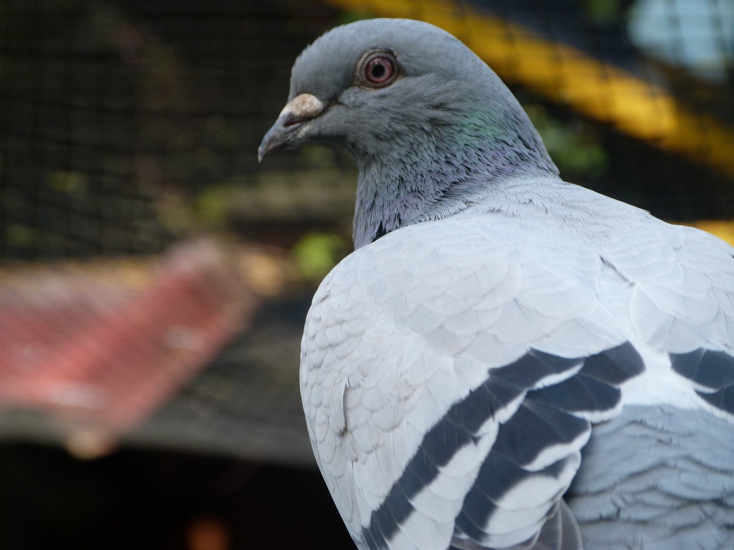 Homing pigeon -Zoo de Santillana del Mar (2024)