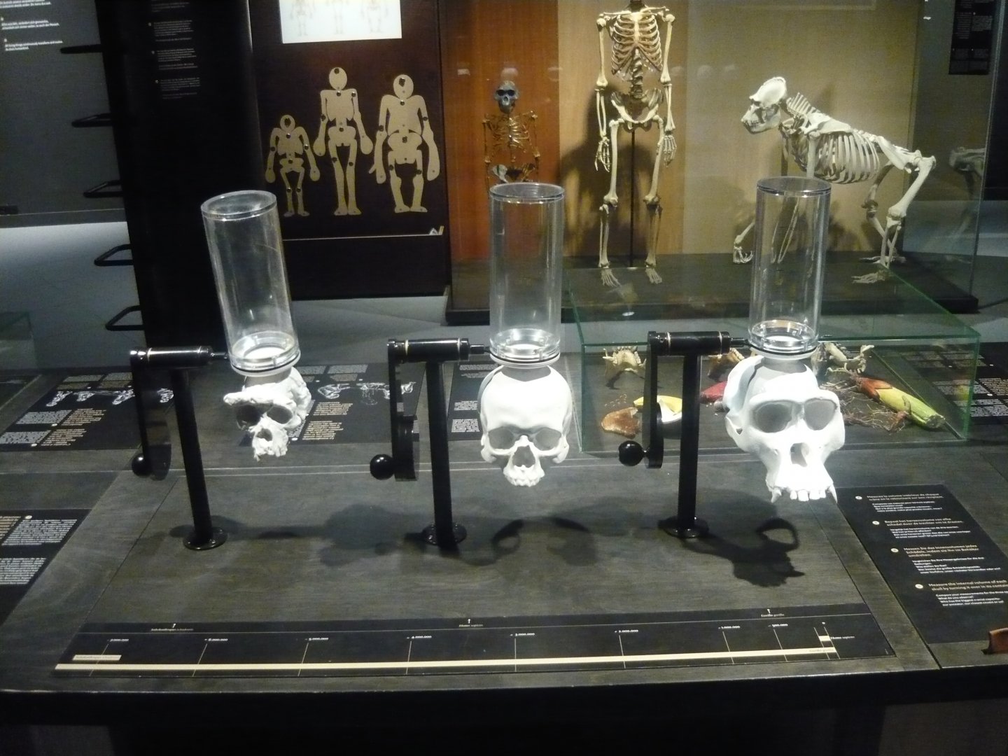 Hominid brain cavity volume