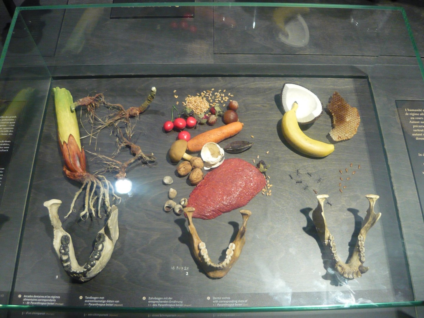 Hominid dental arches and diets