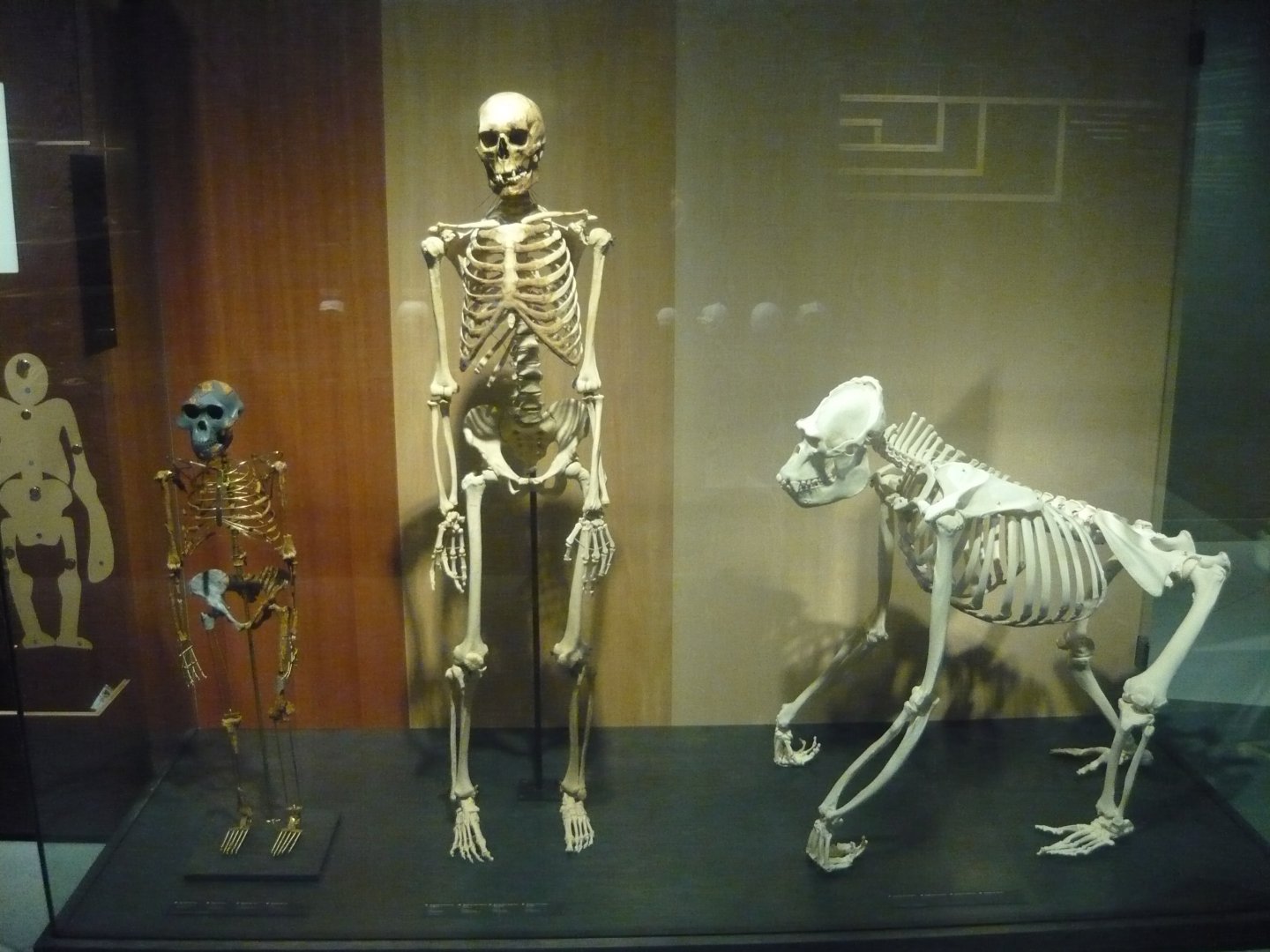 Hominid skeletons