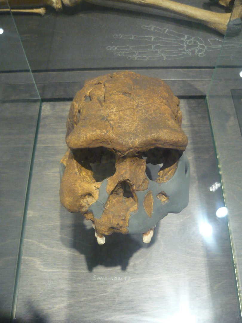 Homo ergaster skull