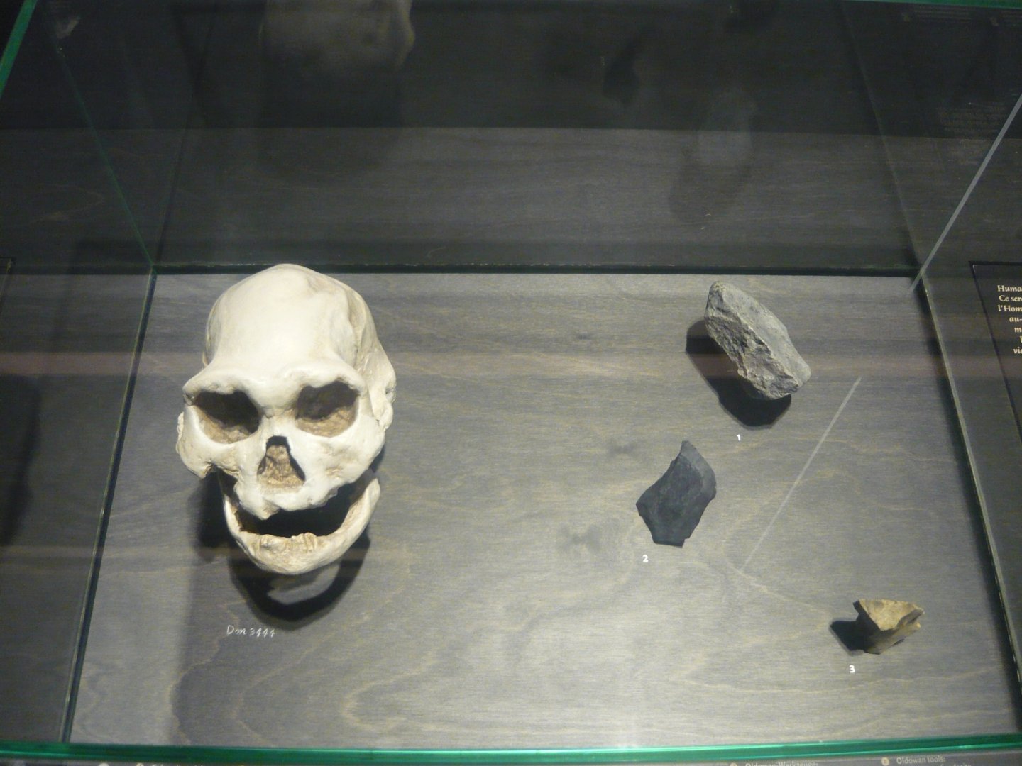 Homo georgicus skull and stone tools