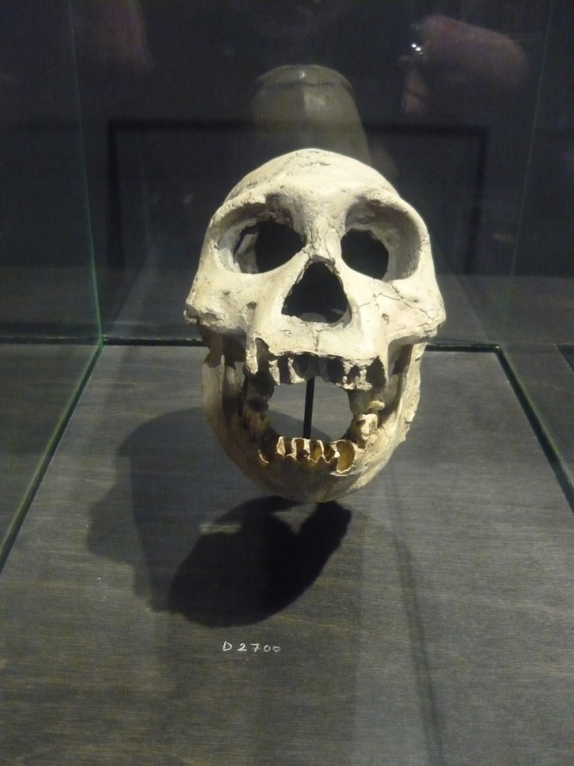Homo georgicus skull