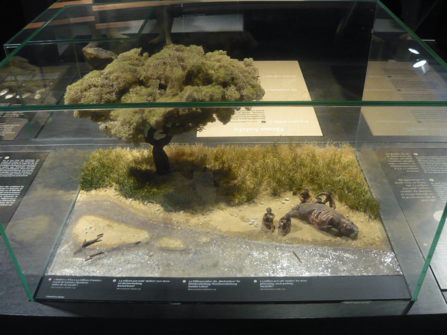 Homo habilis diorama
