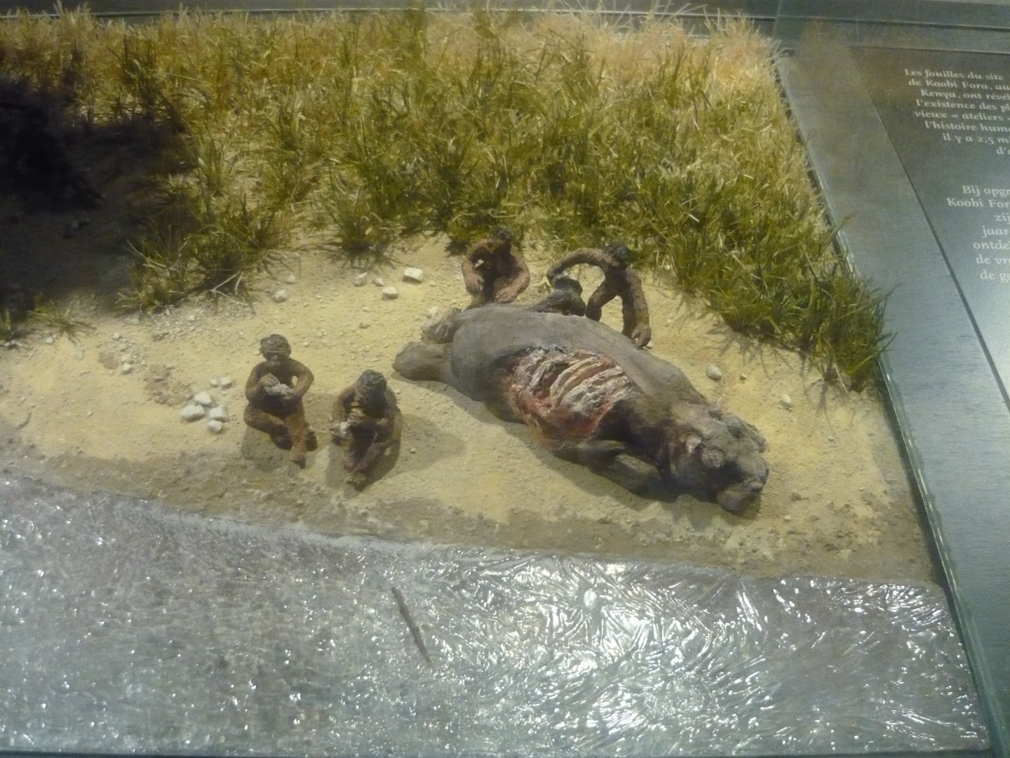 Homo habilis diorama