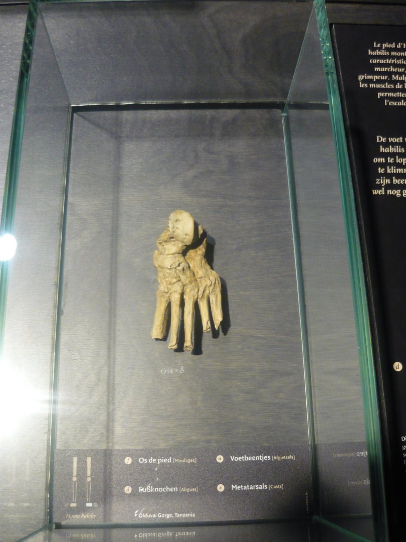 Homo habilis foot bones (cast)