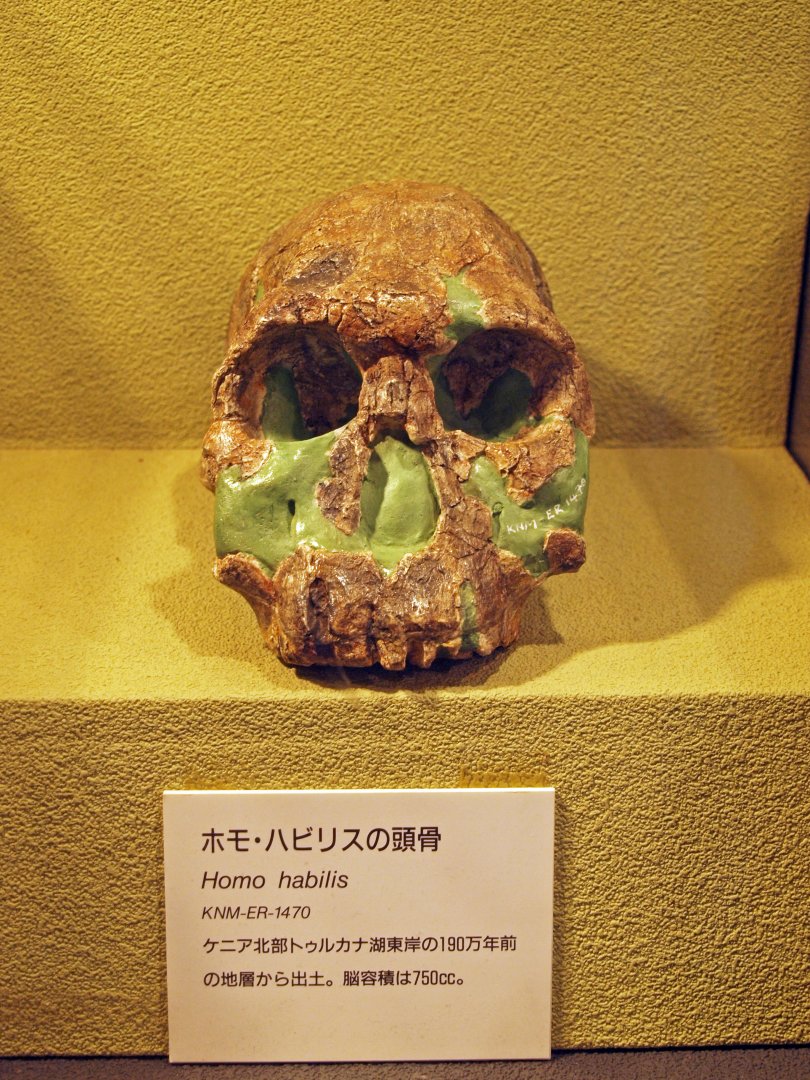 Homo habilis skull