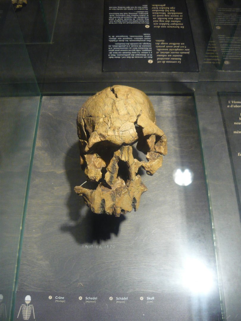 Homo rudolfensis skull (cast)