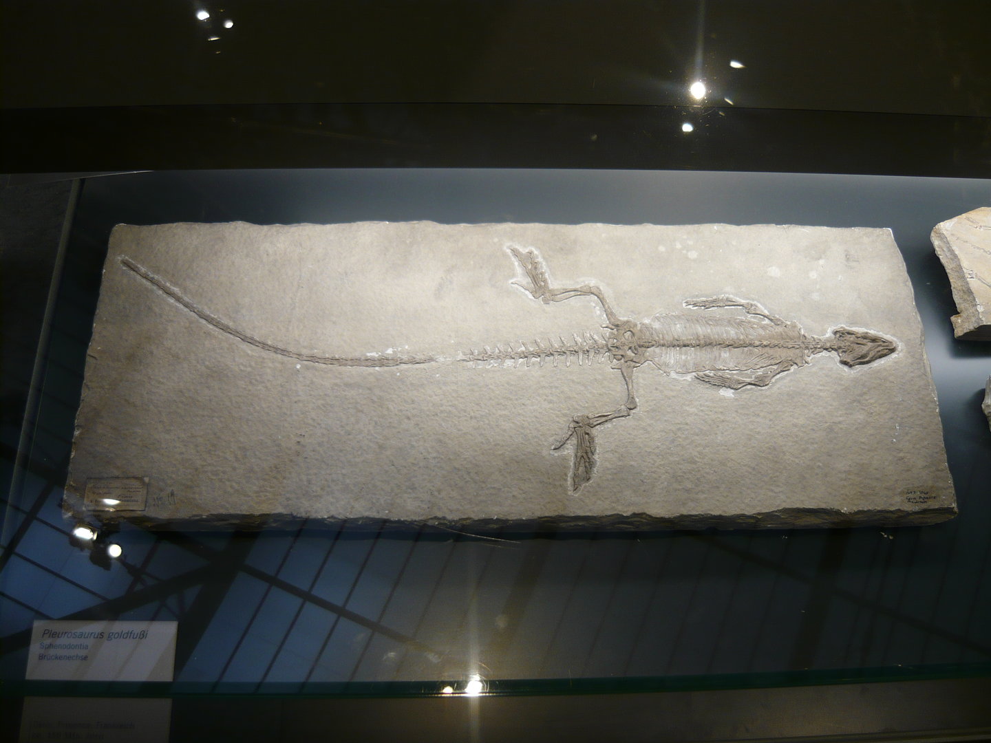 Homoeosaurus maximiliani