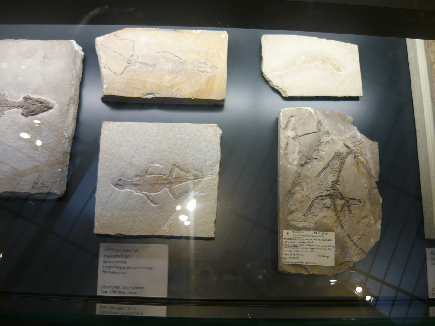 Homoeosaurus maximiliani