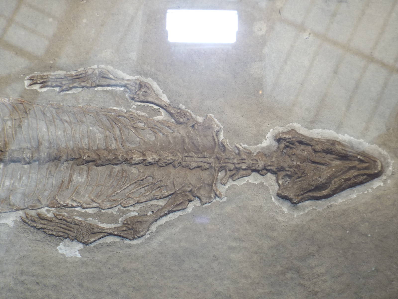 Homoeosaurus maximillioni at Museum f?r Naturkunde, Berlin - April 9th 2014