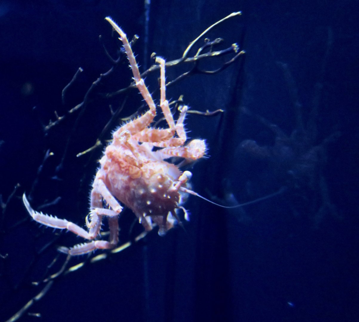 Homolid crab (Homola orientalis)