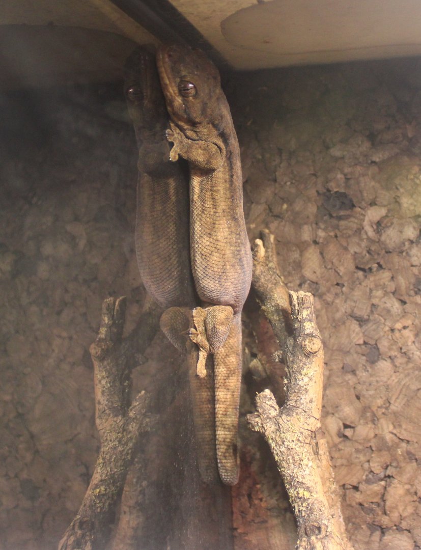 Homopholis wahlbergi