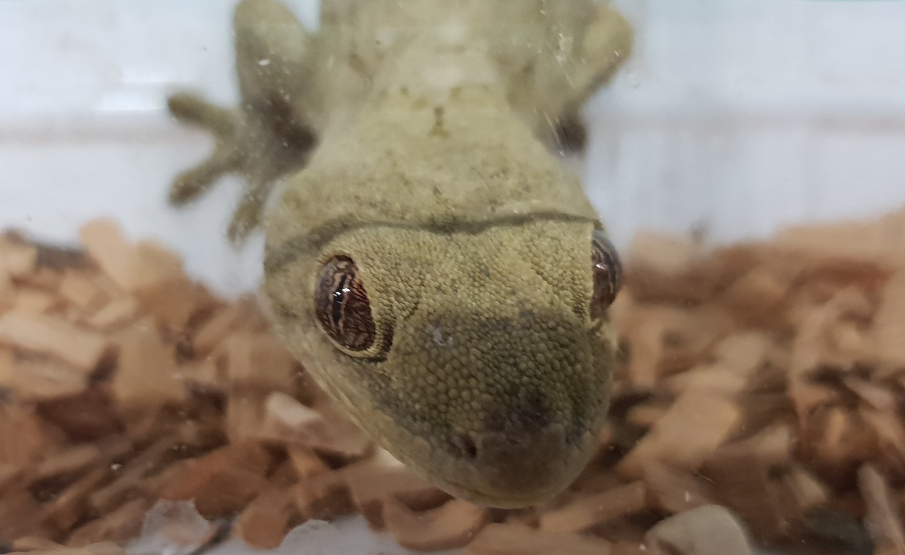 Homopholis wahlbergii