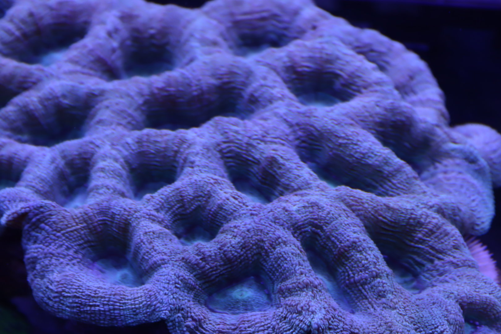 Homophyllia bowerbanki