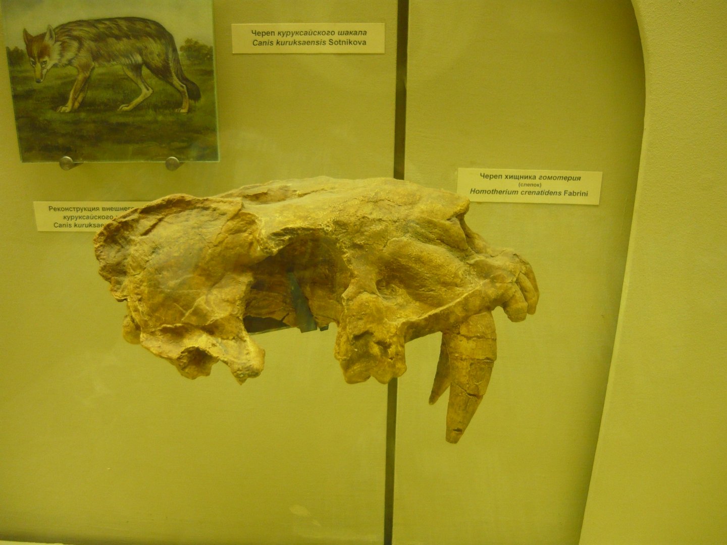 Homotherium crenatidens skull (cast)