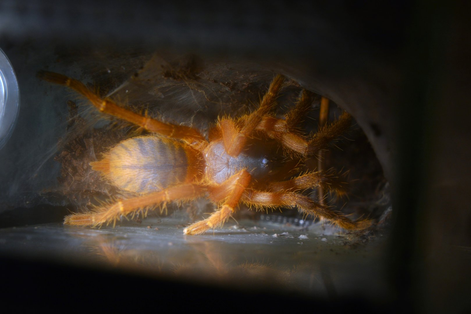 Hon-Sej orange earth tiger tarantula (Ornithoctoninae sp “Hon-Sej”)
