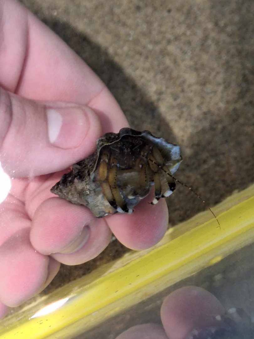 Hon-yadokari (Pagurus filholi) - Uozu Aquarium