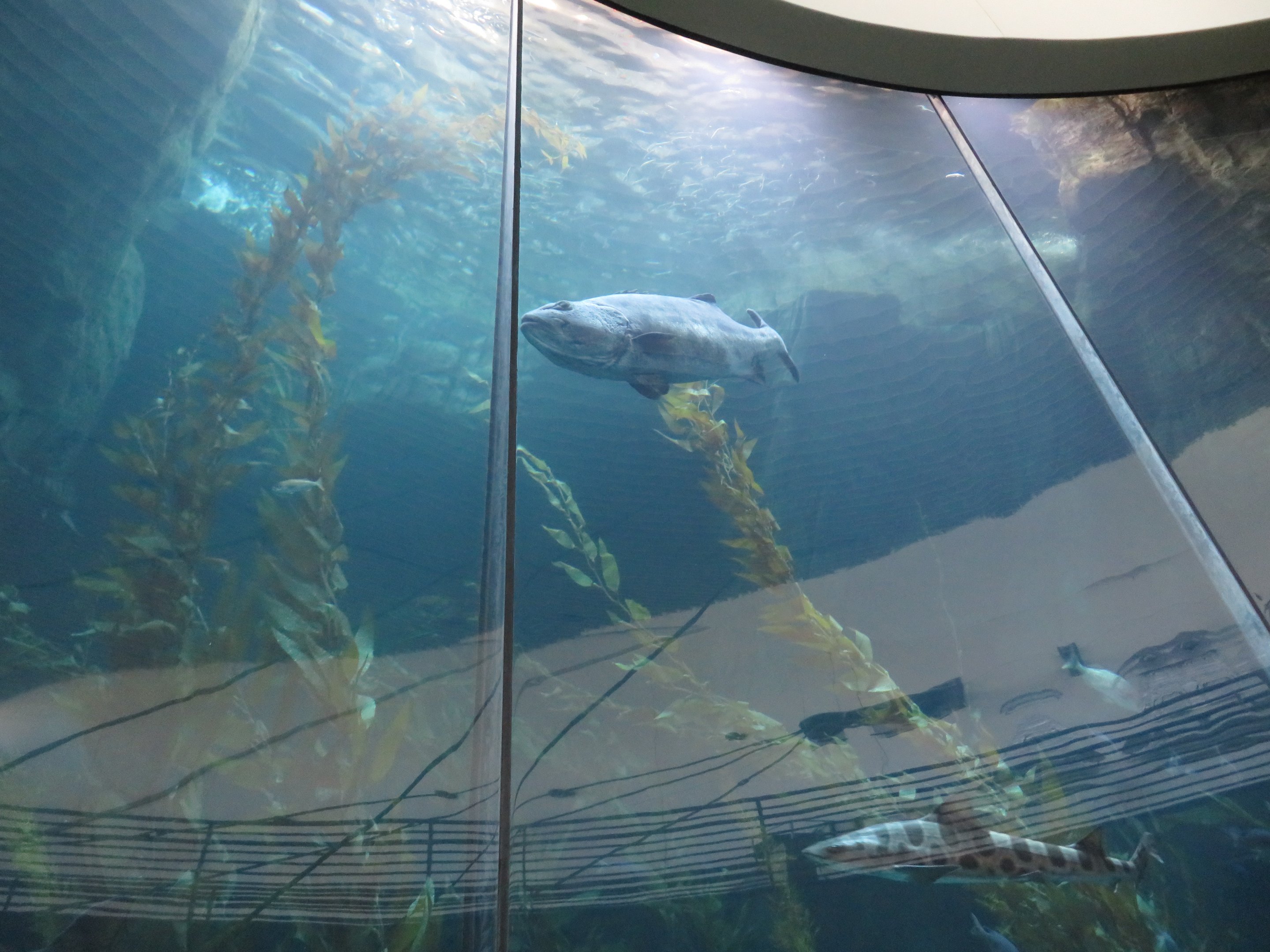 Honda Blue Cavern Tank