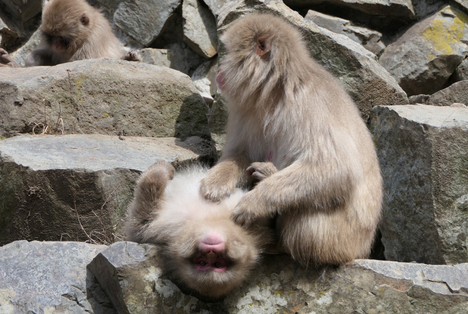 Hondo Macaque (Macaca fuscata fuscata)