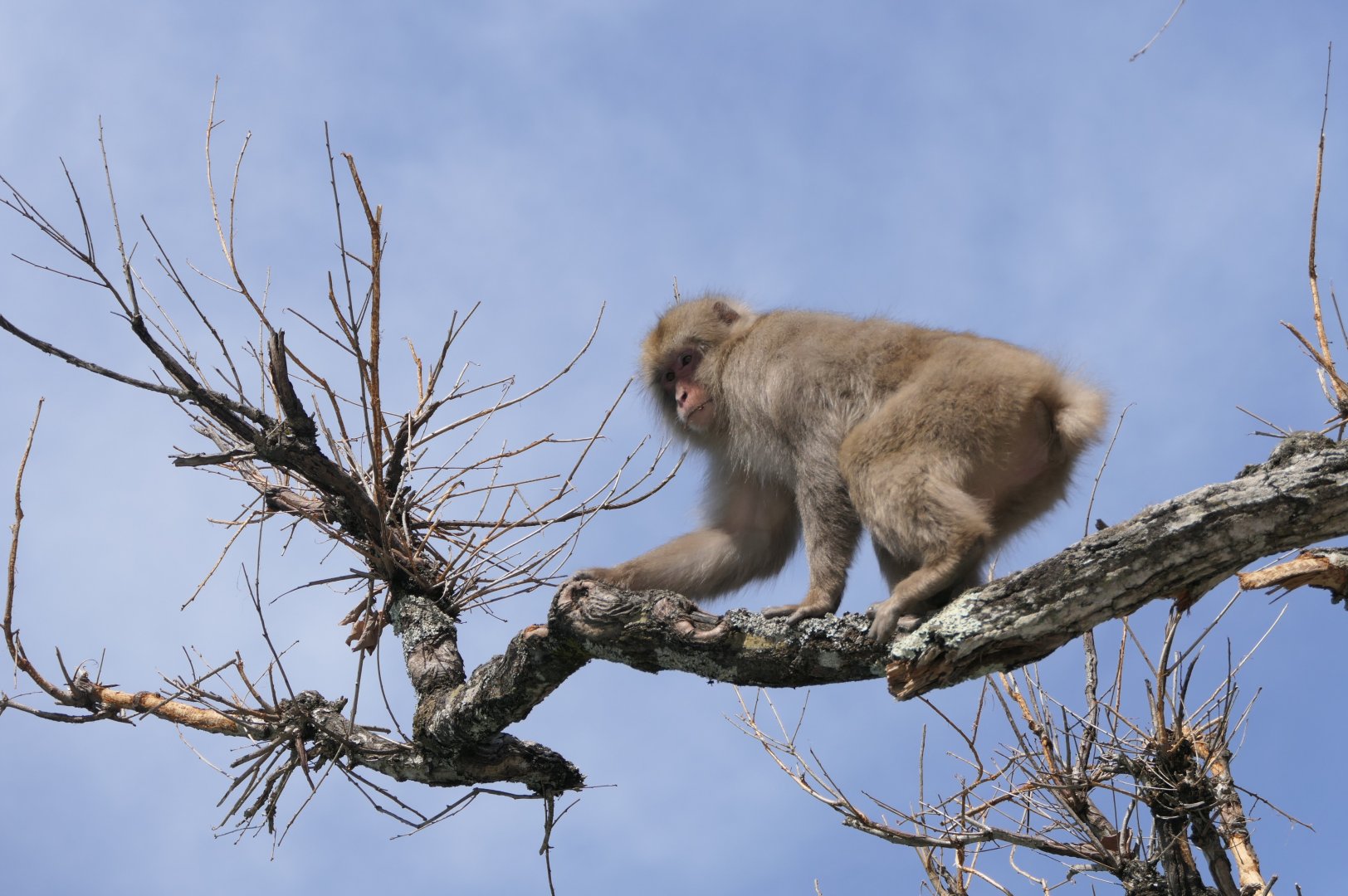 Hondo Macaque (Macaca fuscata fuscata)