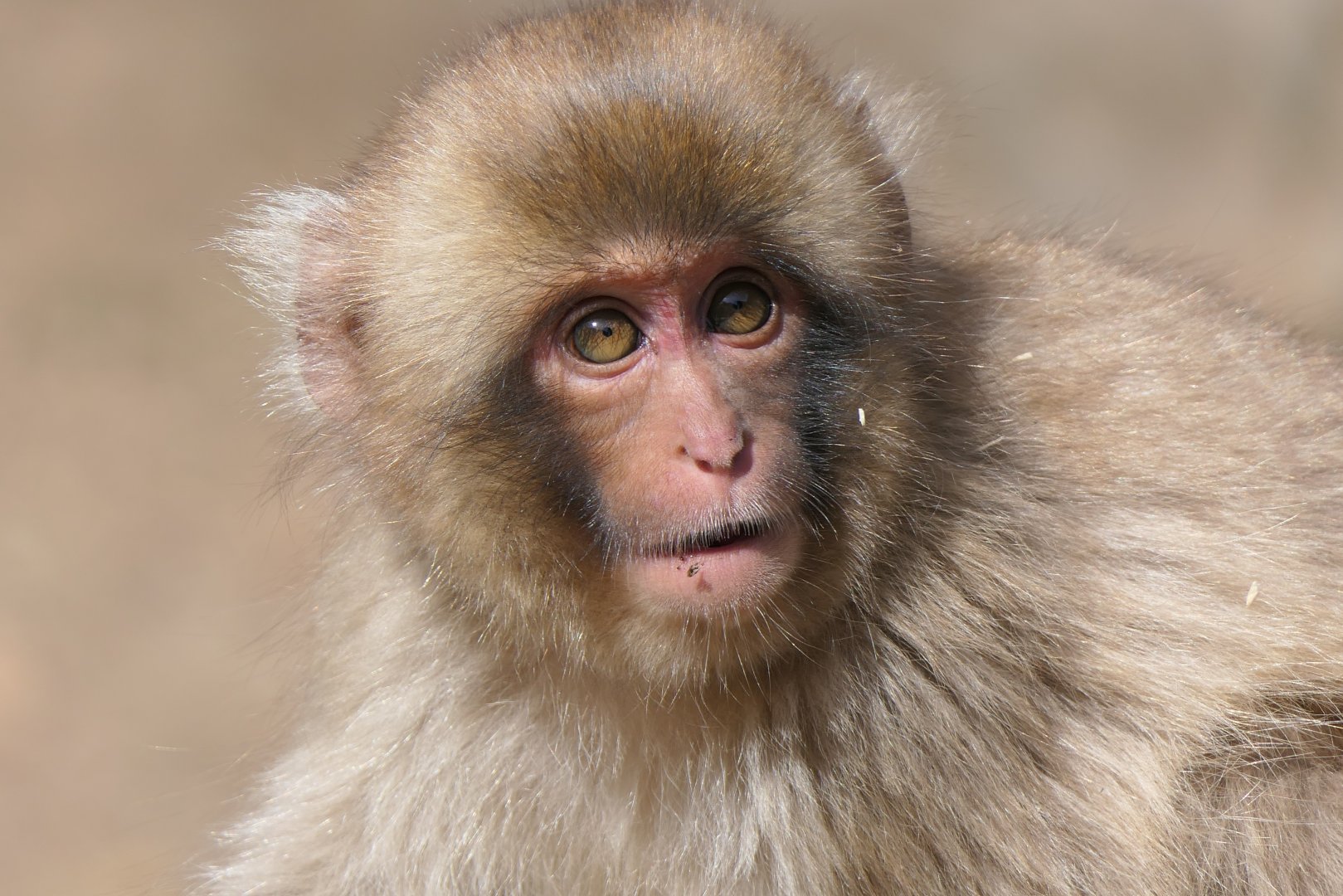 Hondo Macaque (Macaca fuscata fuscata)