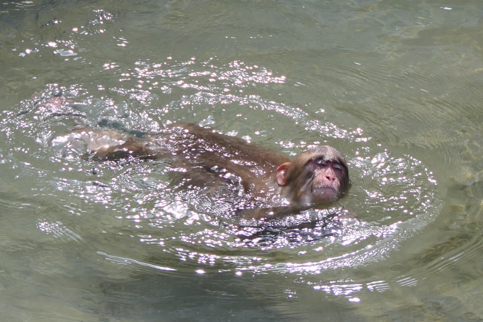Hondo Macaque (Macaca fuscata fuscata)
