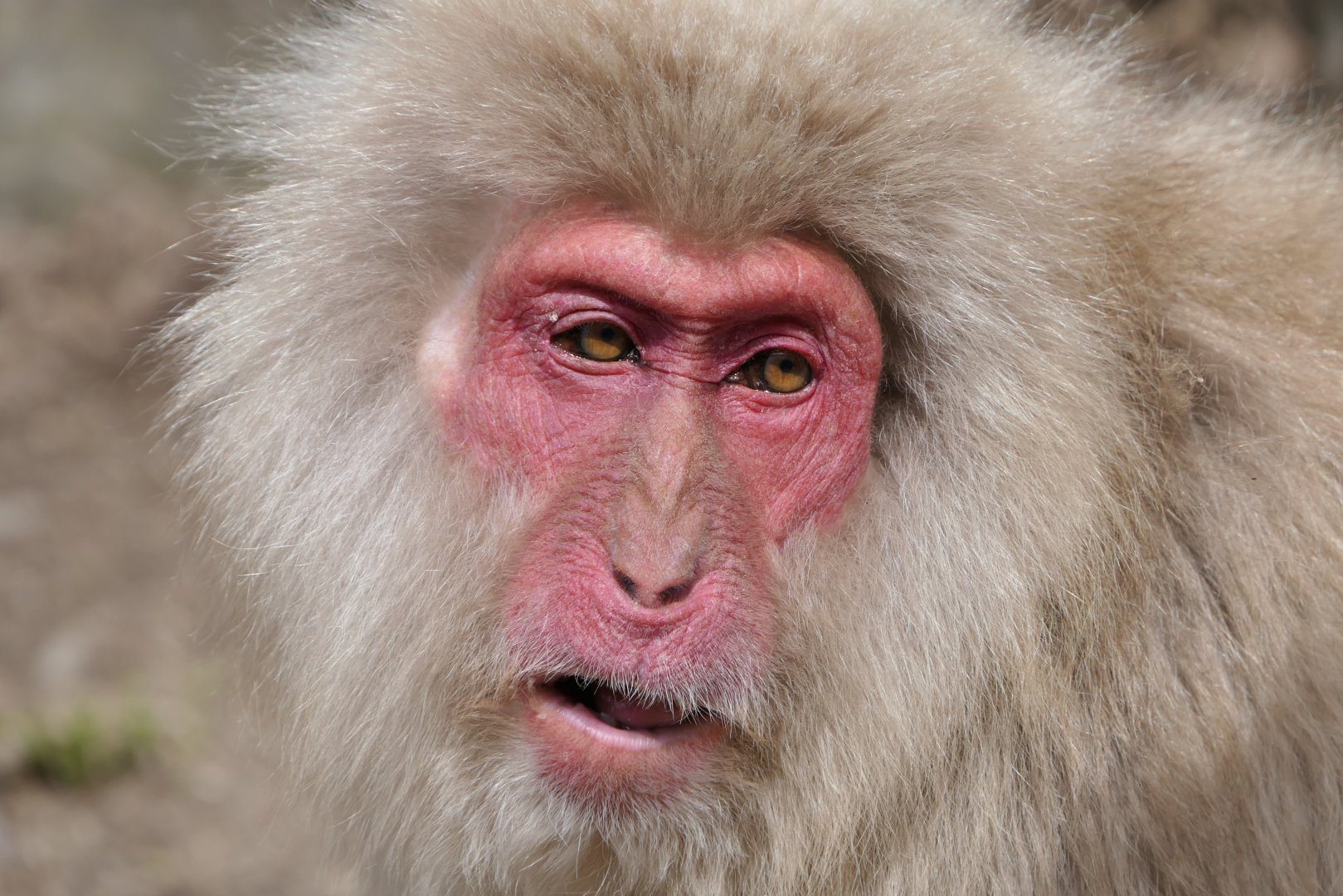 Hondo Macaque (Macaca fuscata fuscata)