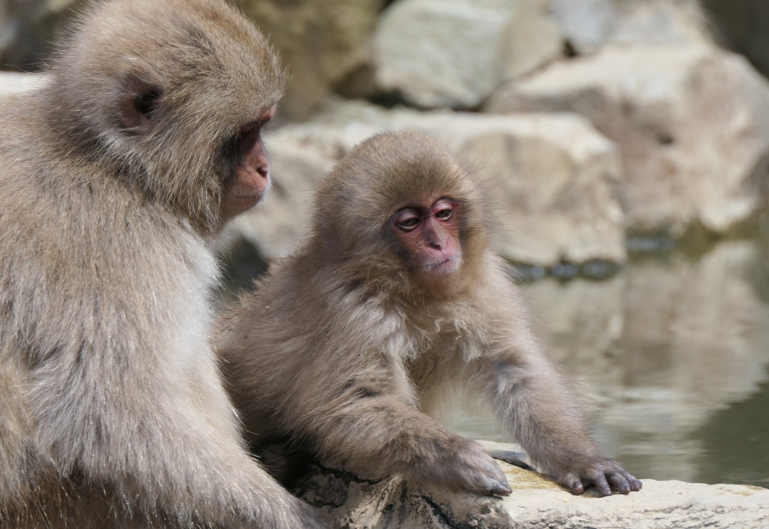 Hondo Macaque (Macaca fuscata fuscata)