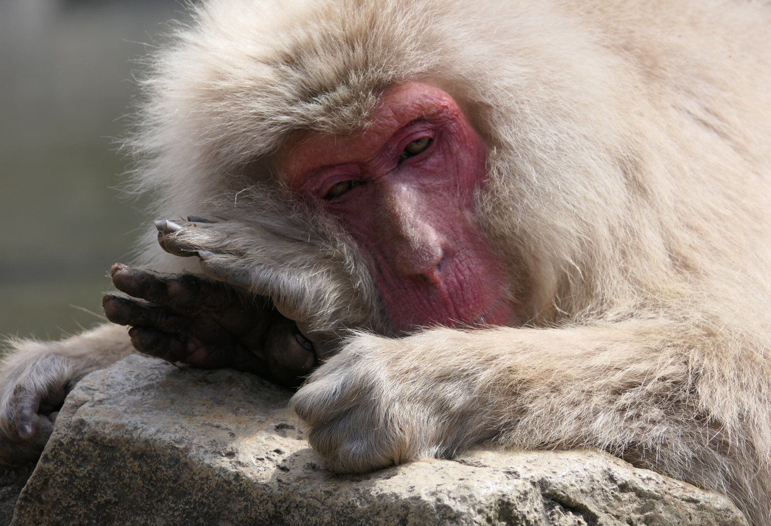 Hondo Macaque (Macaca fuscata fuscata)