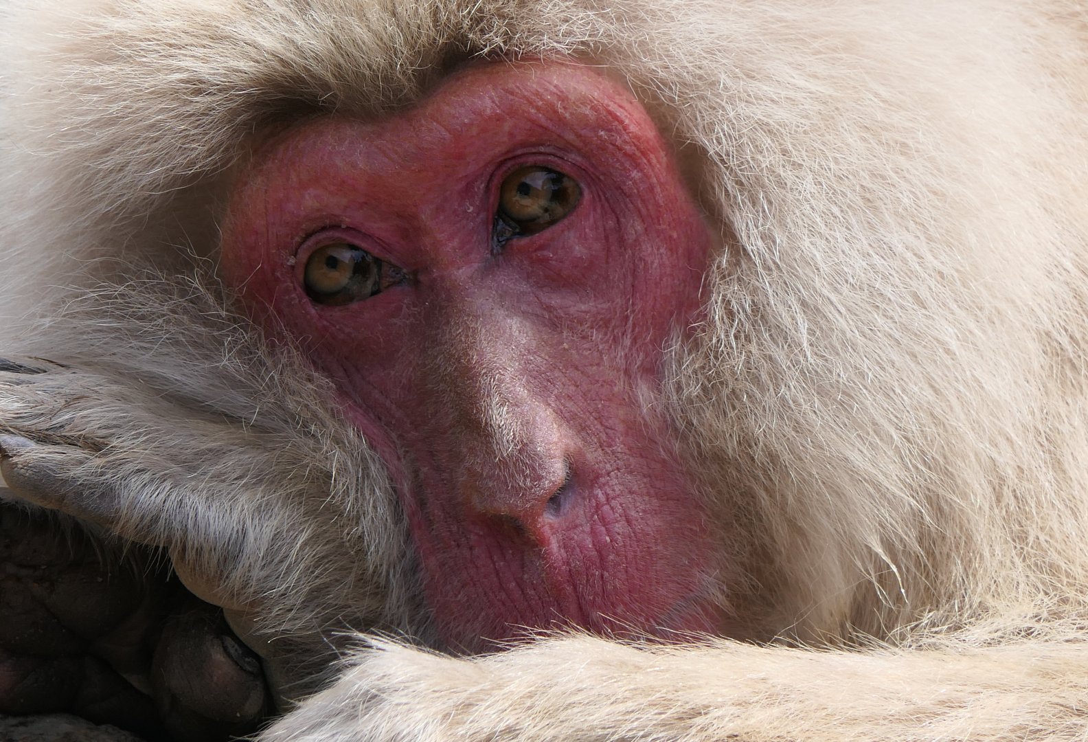 Hondo Macaque (Macaca fuscata fuscata)