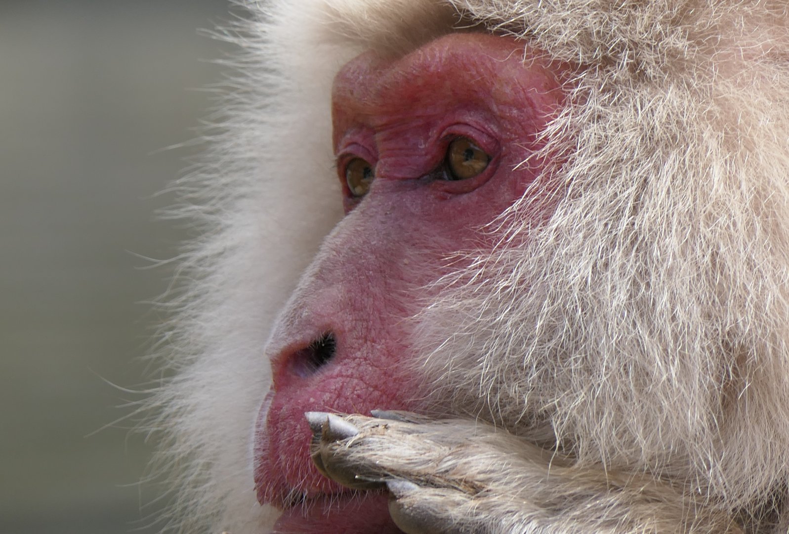 Hondo Macaque (Macaca fuscata fuscata)