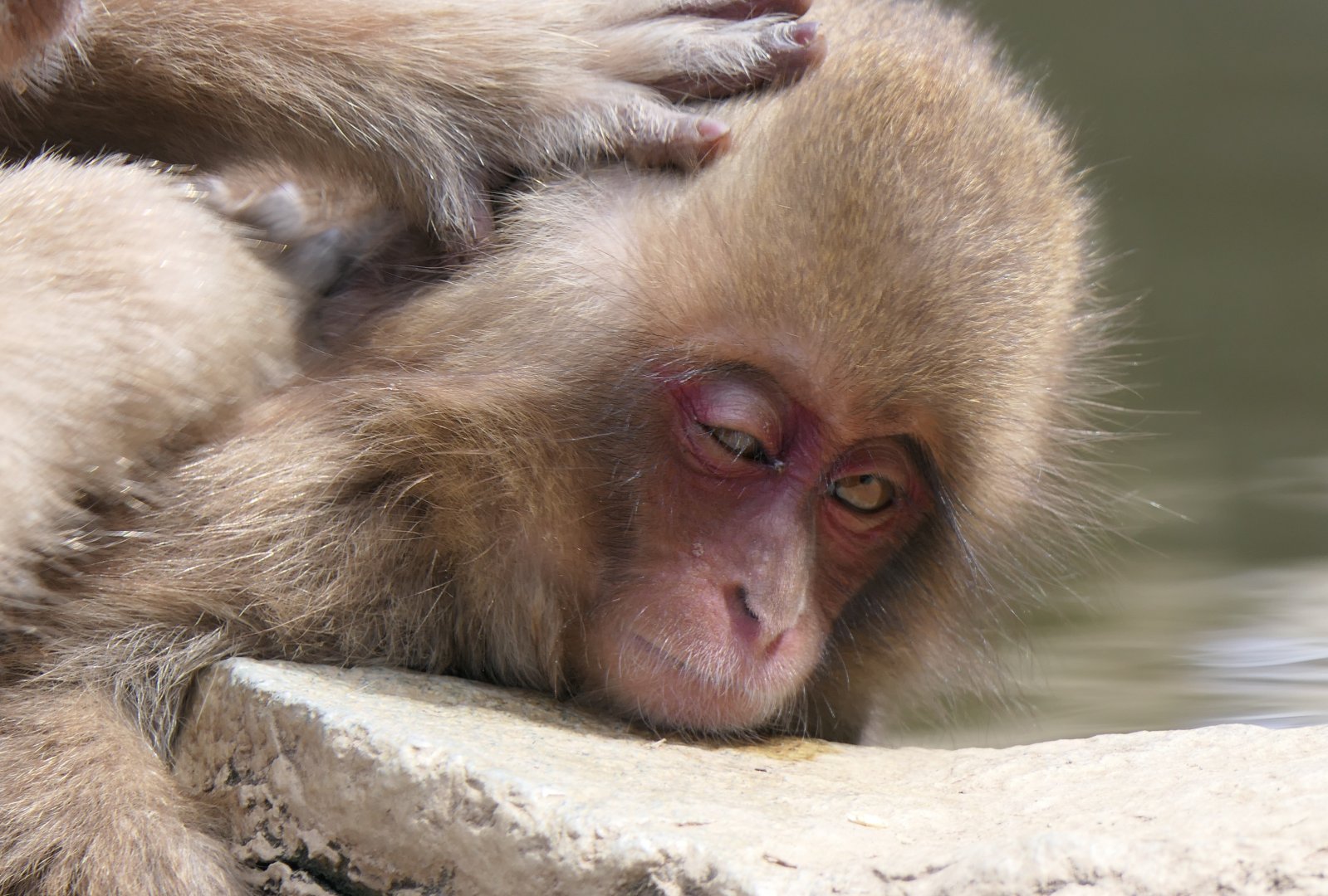 Hondo Macaque (Macaca fuscata fuscata)