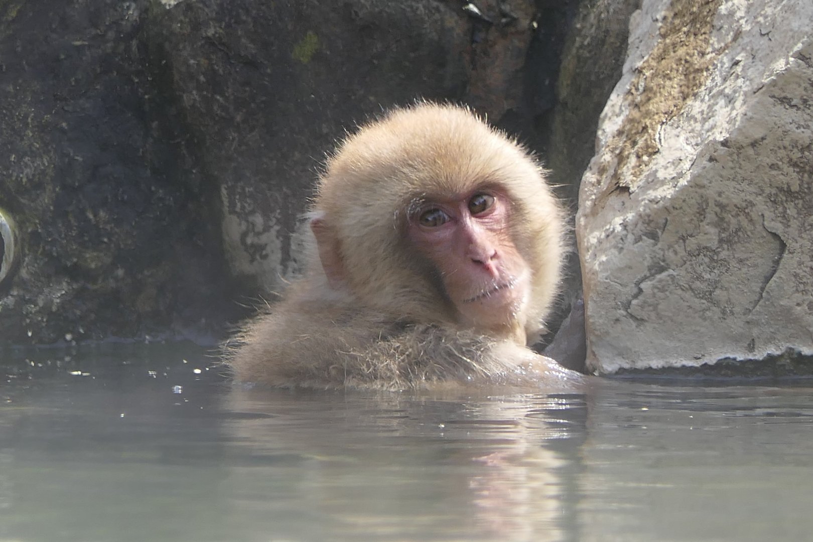 Hondo Macaque (Macaca fuscata fuscata)