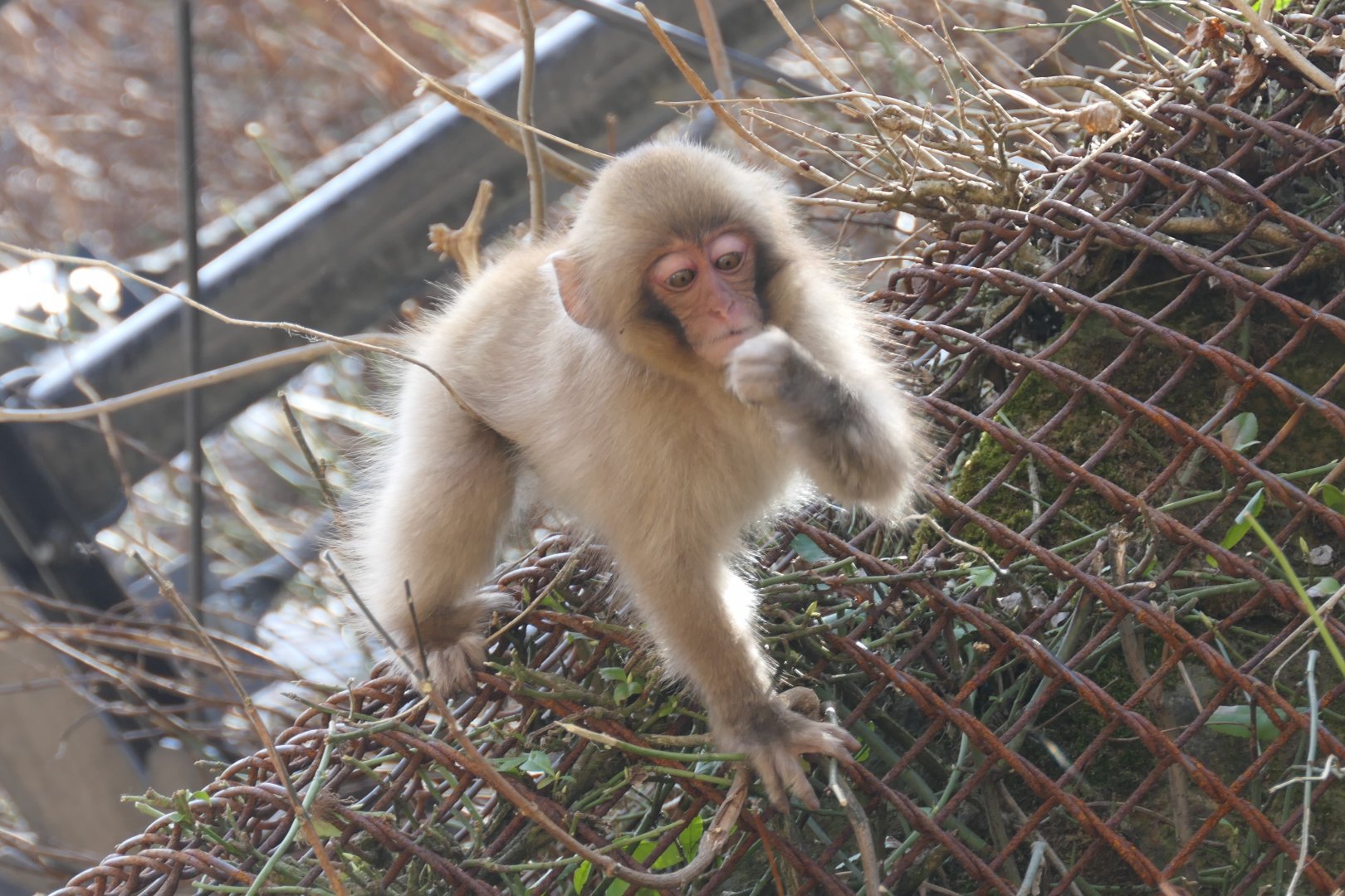 Hondo Macaque (Macaca fuscata fuscata)