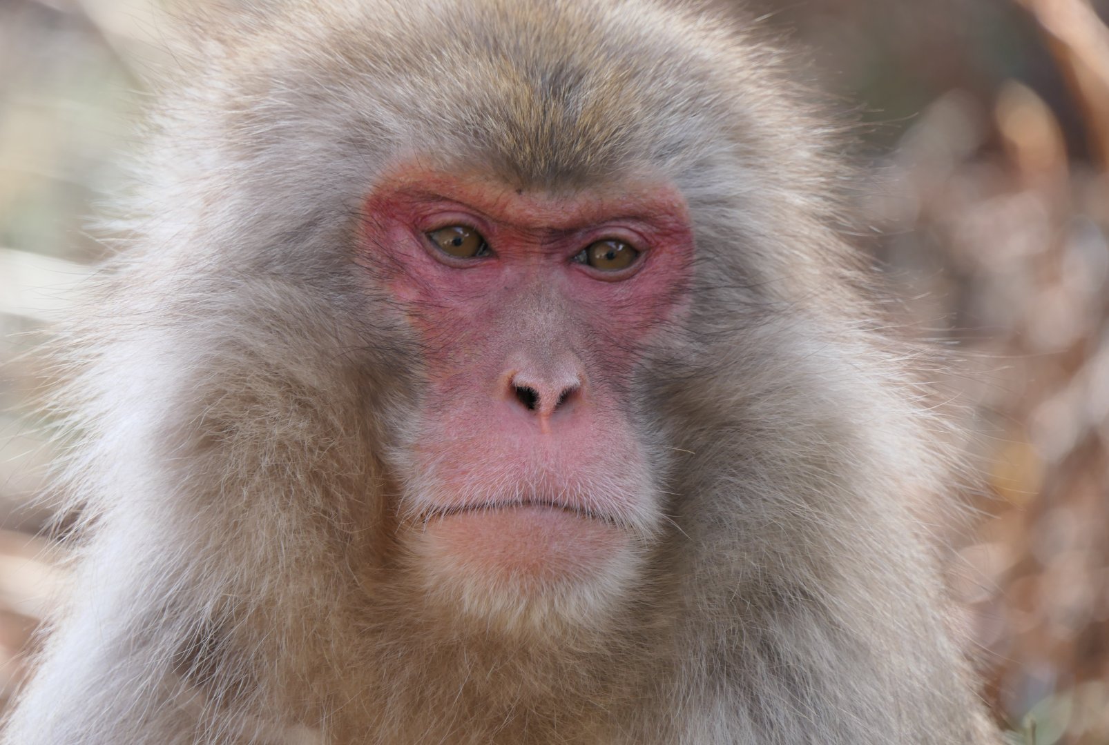 Hondo Macaque (Macaca fuscata fuscata)
