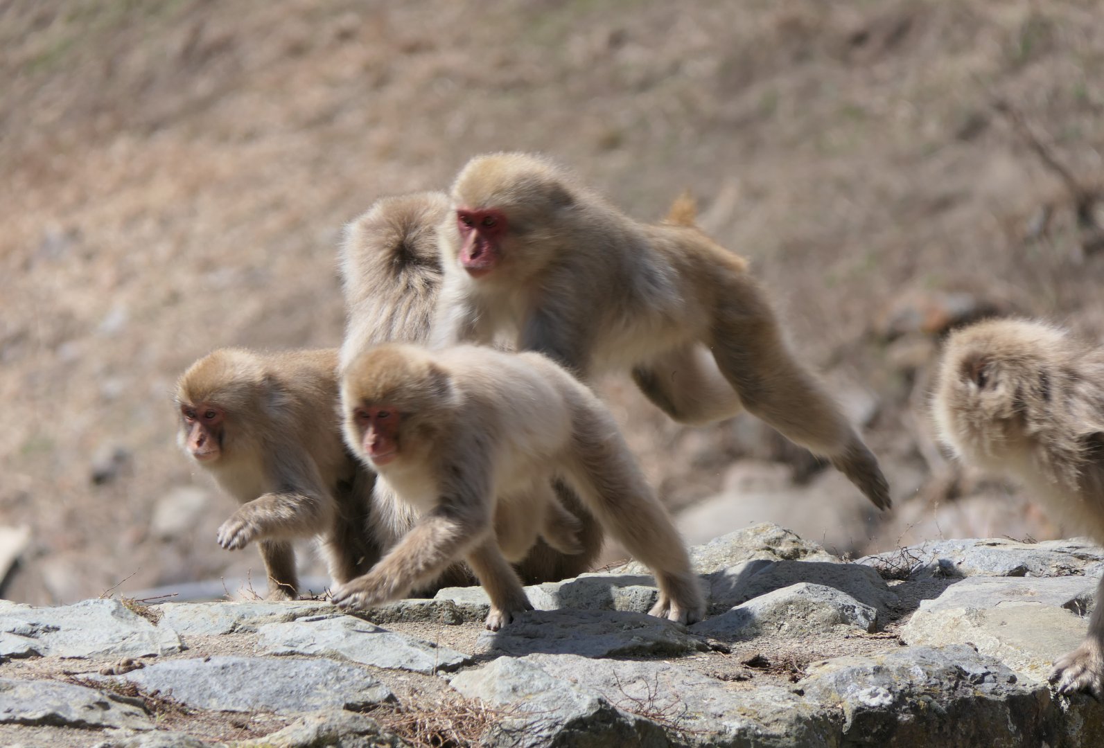 Hondo Macaque (Macaca fuscata fuscata)