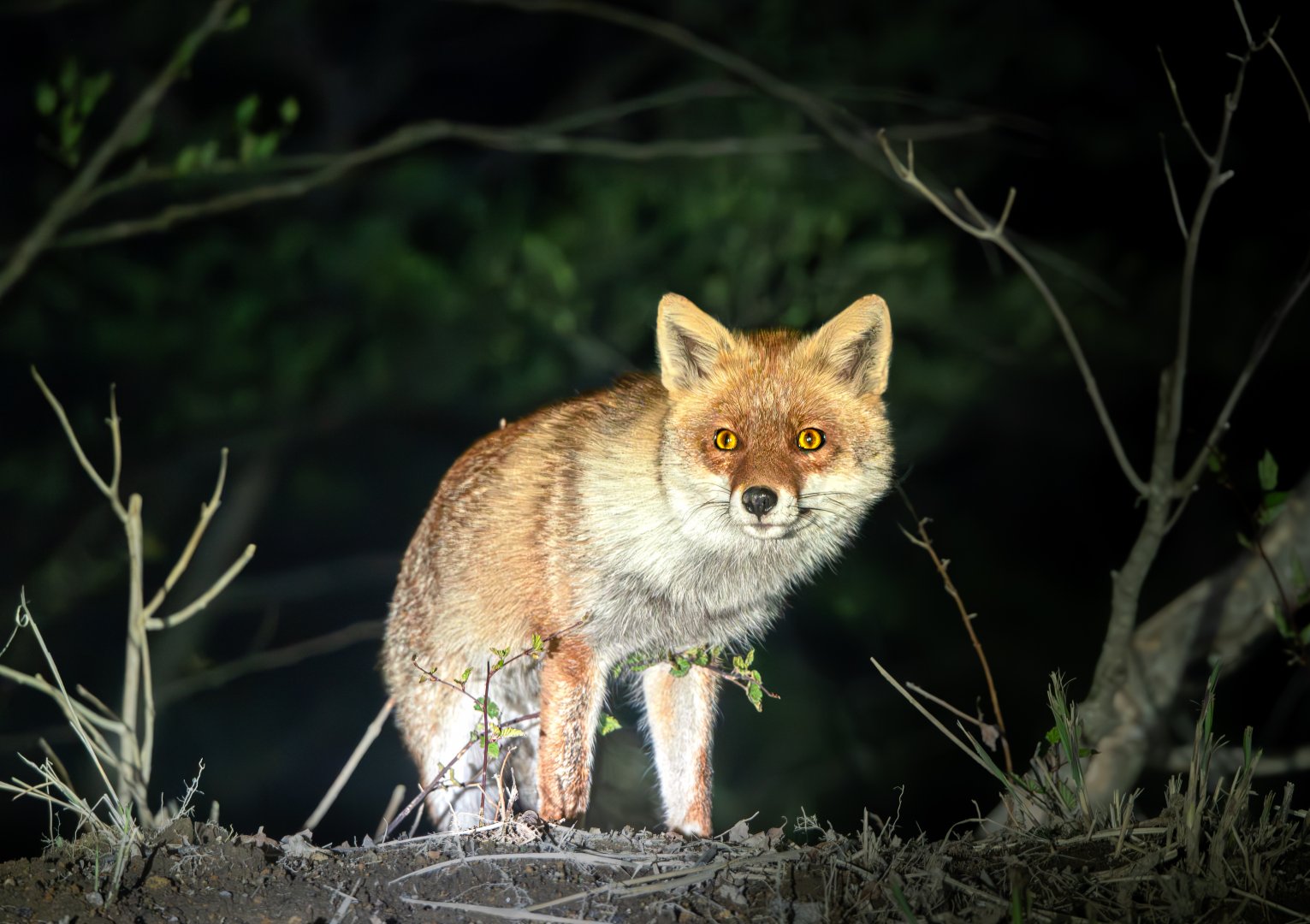 Hondo Red Fox  ~ Karuizawa