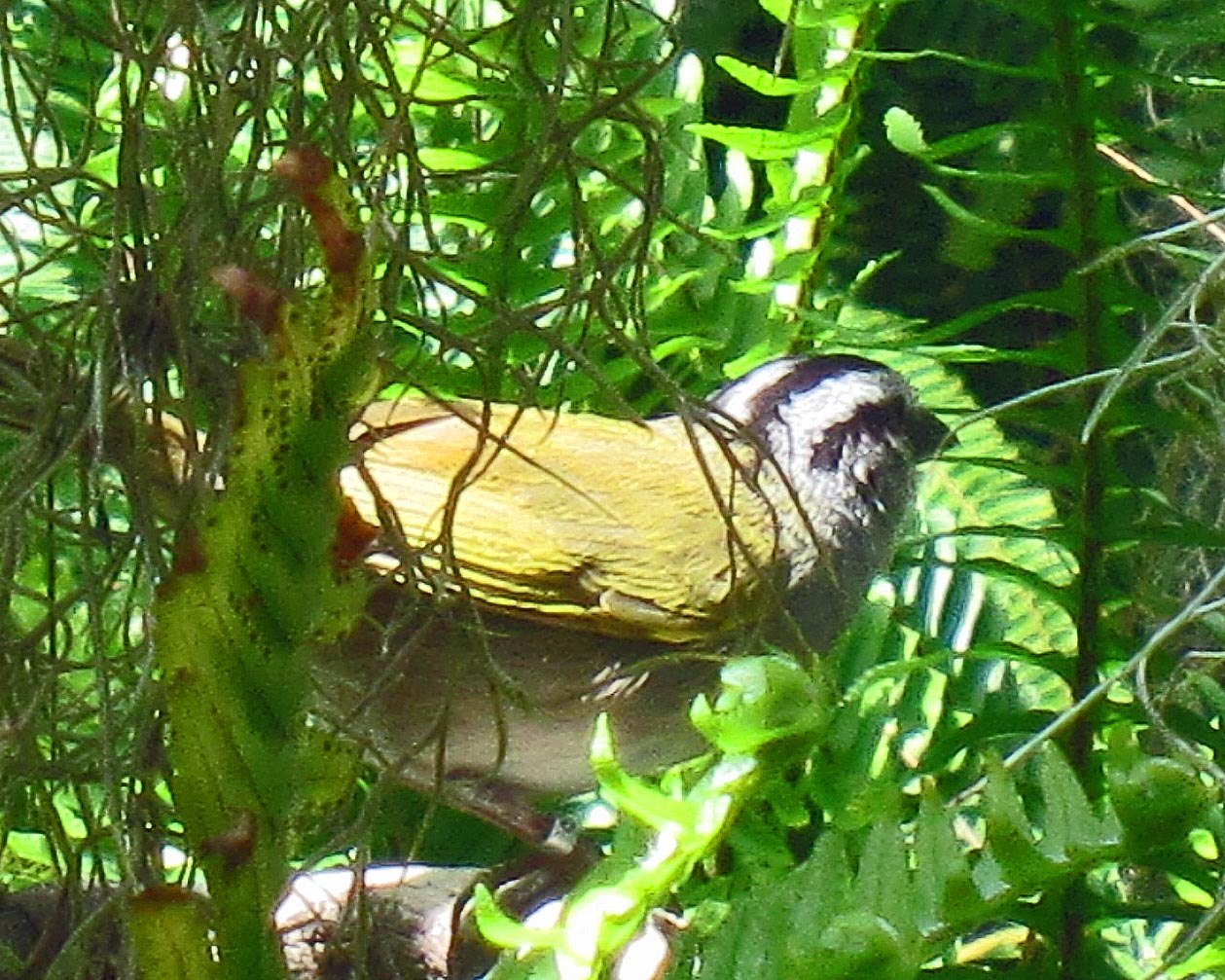 Honduran Black-Striped Sparrow
