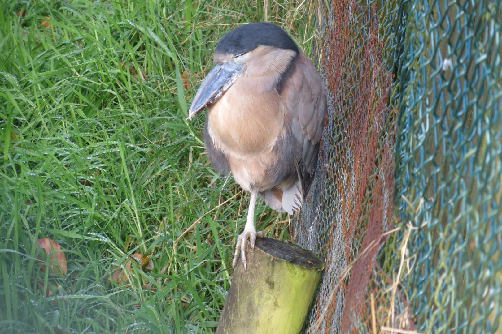 Honduran boat-billed heron 101119